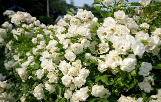 自然由来成分へのこだわり